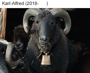 Karl-Alfred fodd 2018.jpg